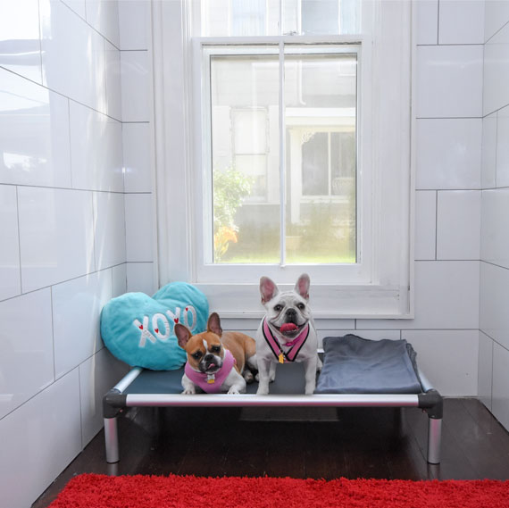 French-Bulldogs-in-Fetchington-Pet-Hotel-Suite